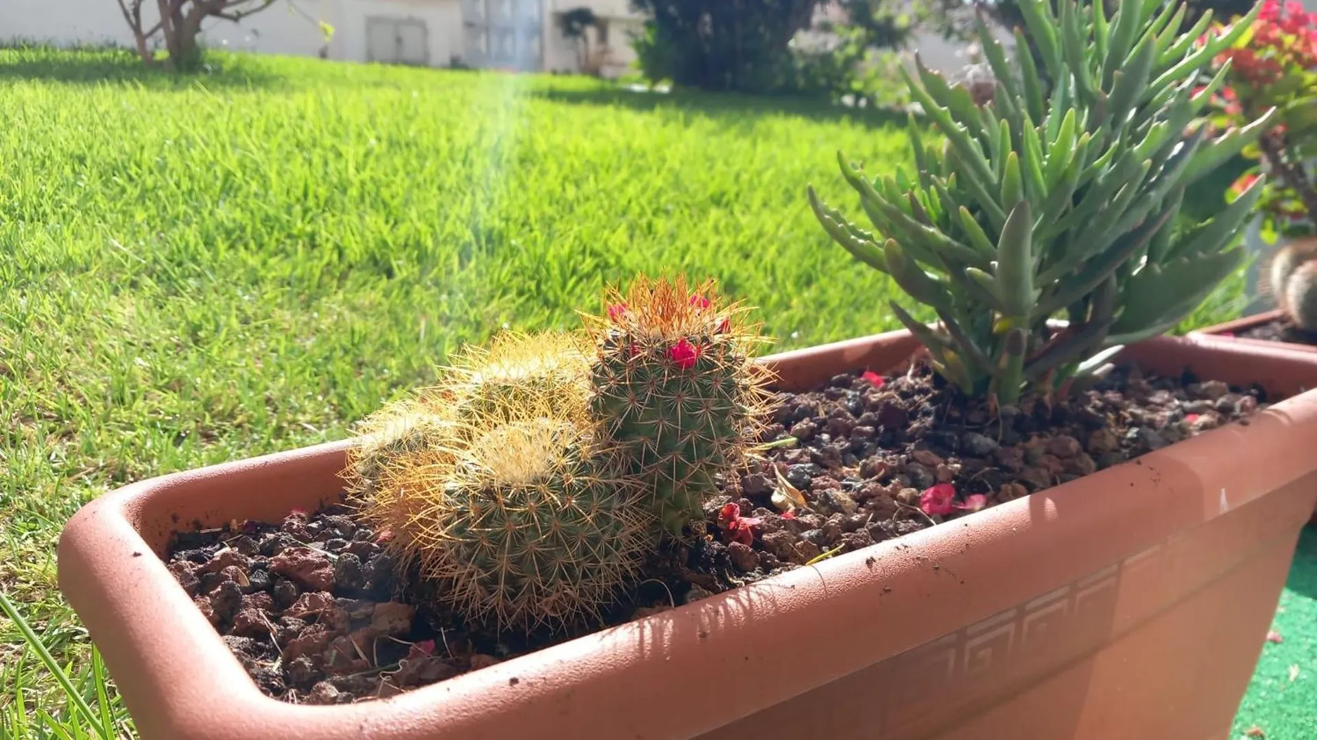 شقة Luminoso Y Tranquilo Estudio Zona Botanico بويرتو ذي لا كروز